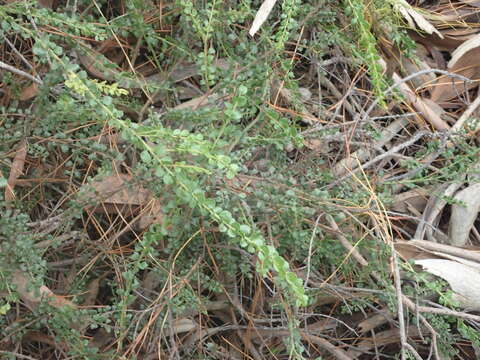 Image of gold-dust acacia