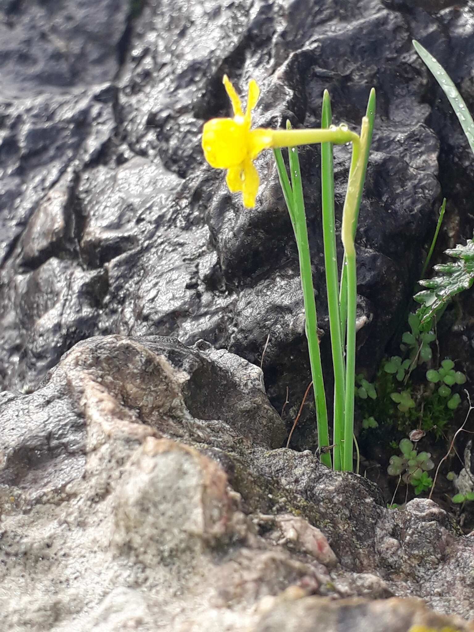 Слика од Narcissus scaberulus subsp. calcicola (Mendonça) Aedo