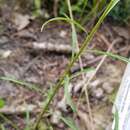 Image of Virginia Goldenrod