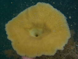 Image of lacy horny sponge