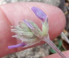 Imagem de Astragalus lotiflorus Hook.