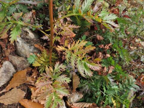 Image of Artemisia maximovicziana (F. Schum.) Krasch. ex Poljakov