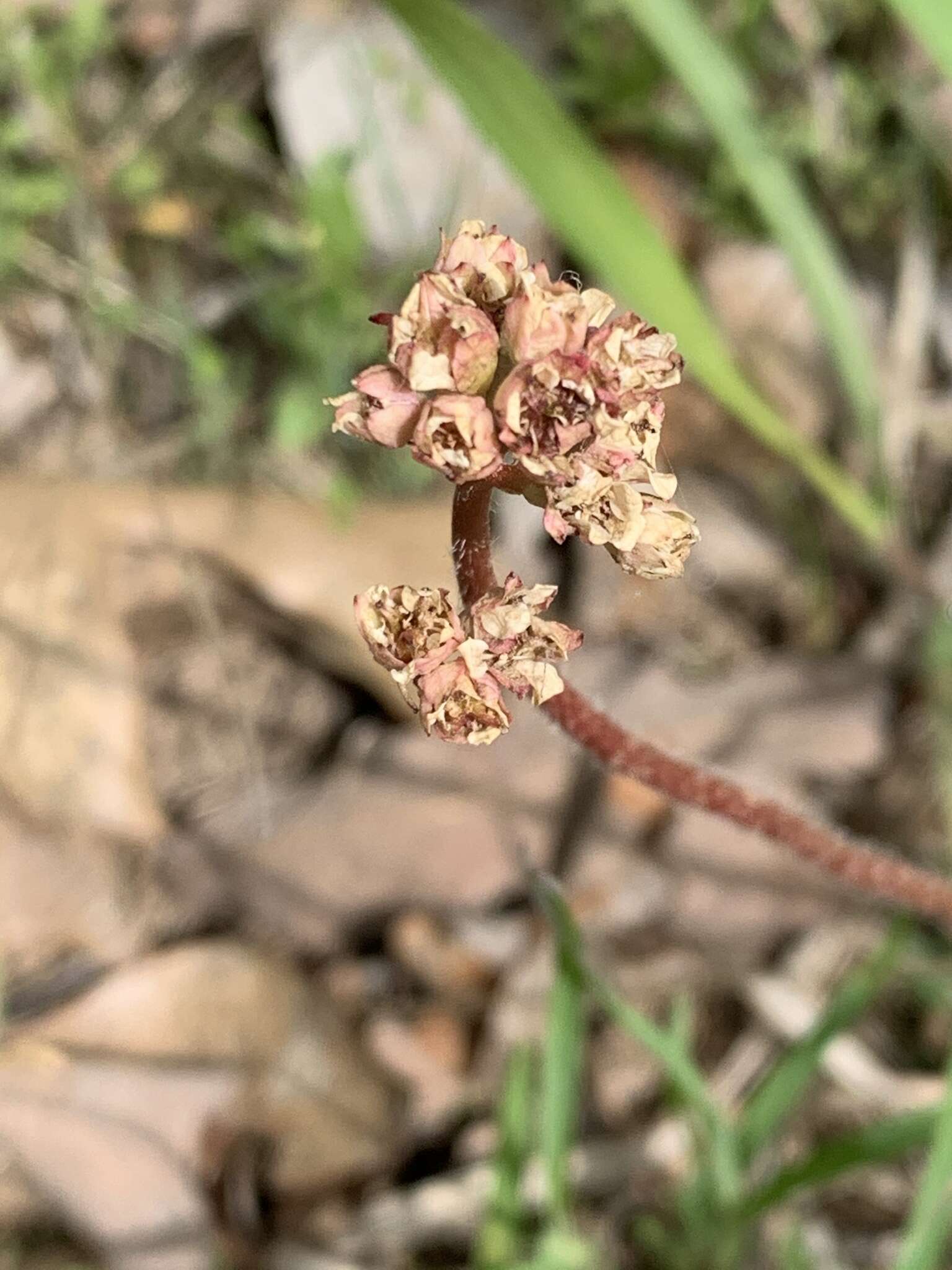 Plancia ëd Micranthes texana (Buckl.) Small