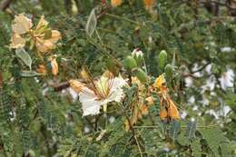 Image of Creamy Peacock Flower