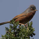 Image of Tristram's Warbler