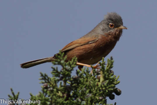 Image of Tristram's Warbler