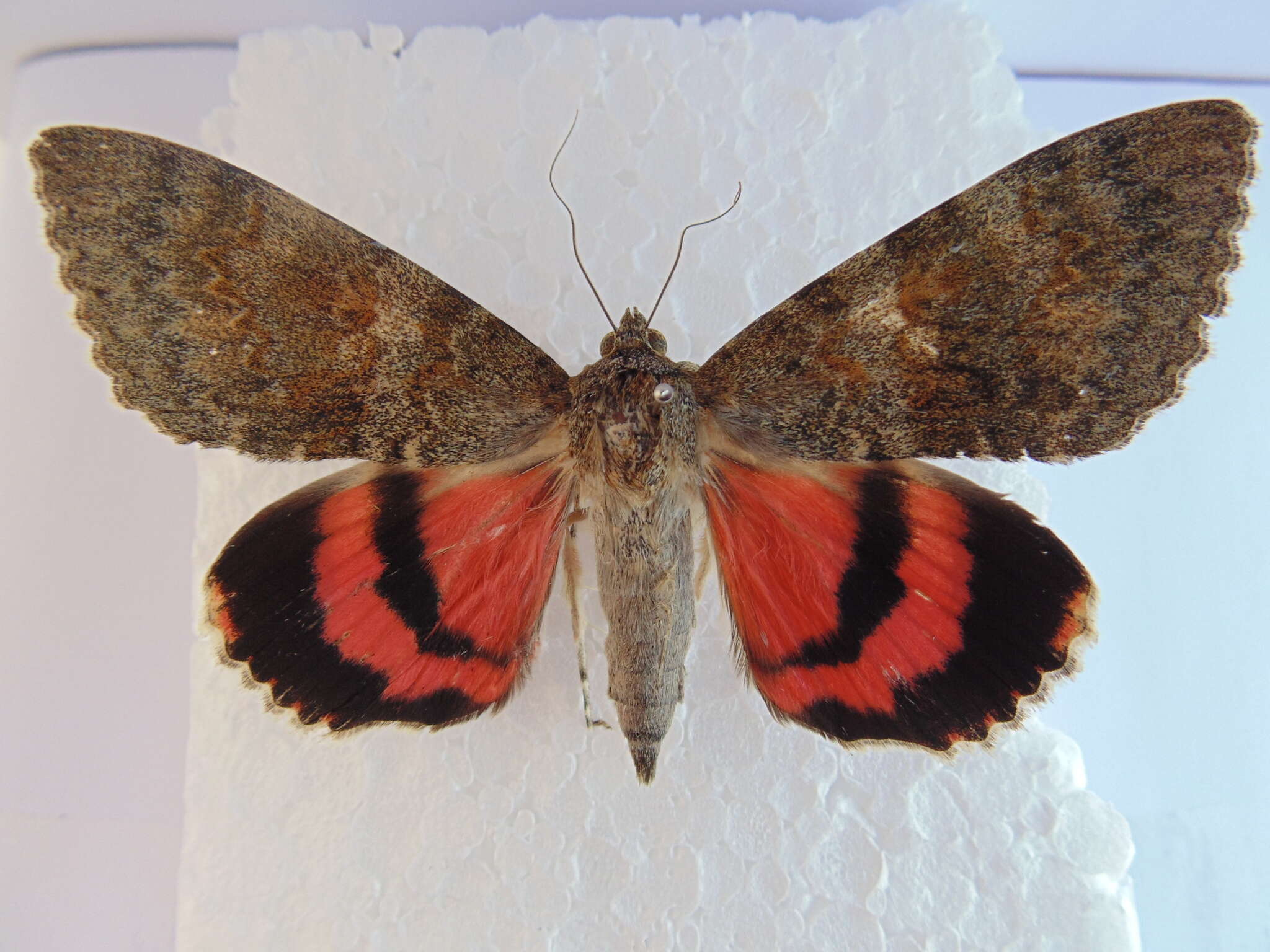 Image of french red underwing