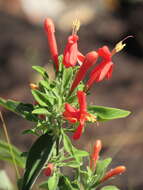 صورة Ruellia angustior (Nees) Lindau