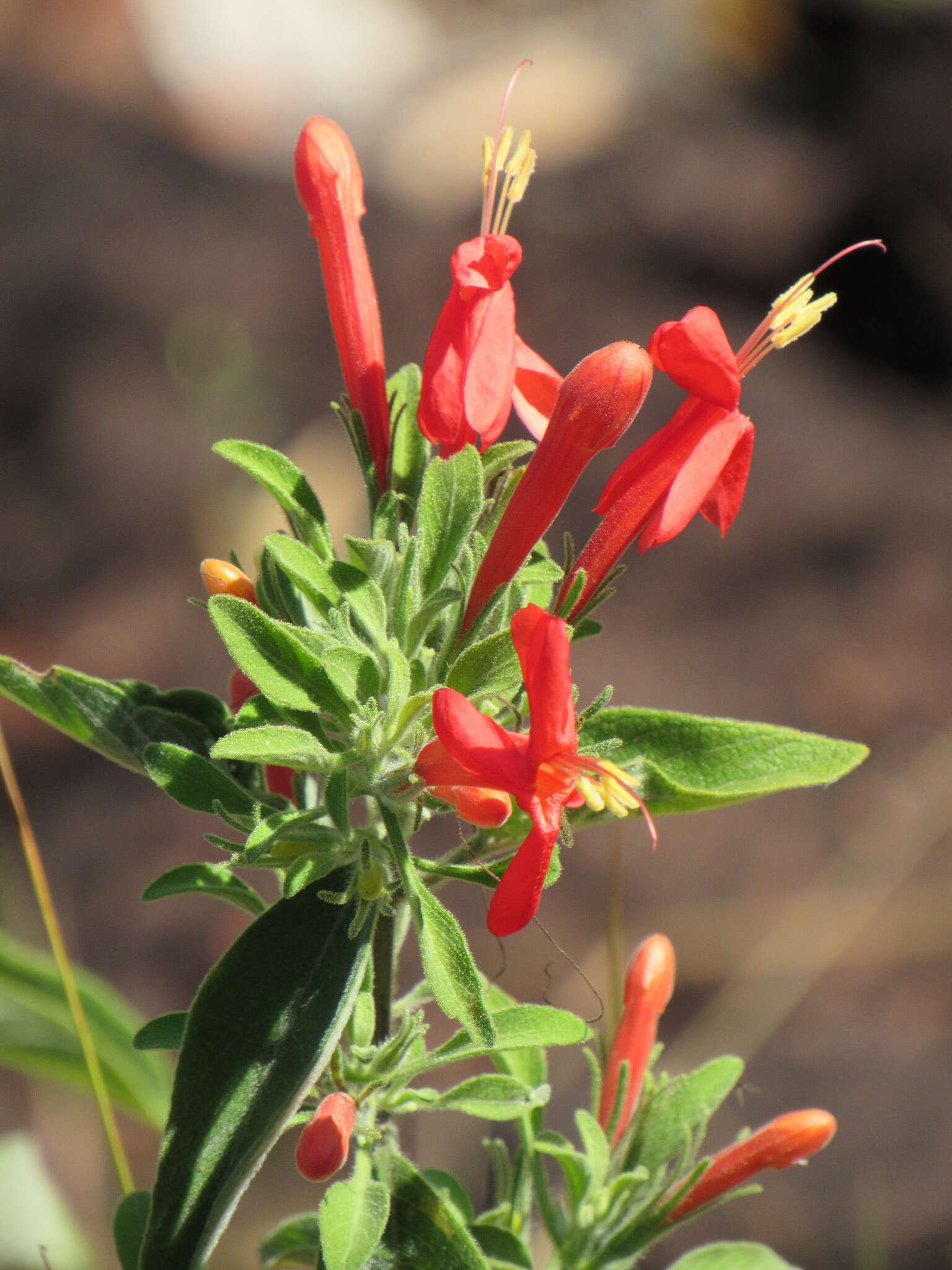 صورة Ruellia angustior (Nees) Lindau