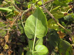 Image of Oxypetalum banksii Schult.