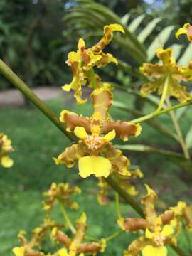 Image of Oncidium lineoligerum Rchb. fil. & Warsz.