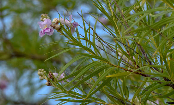 Plancia ëd Chilopsis linearis subsp. linearis