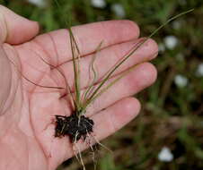 Image of Quillwort Arrowhead