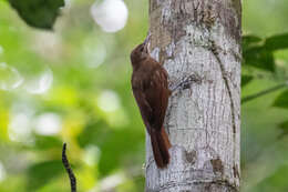 Image of Plain-brown Woodcreeper