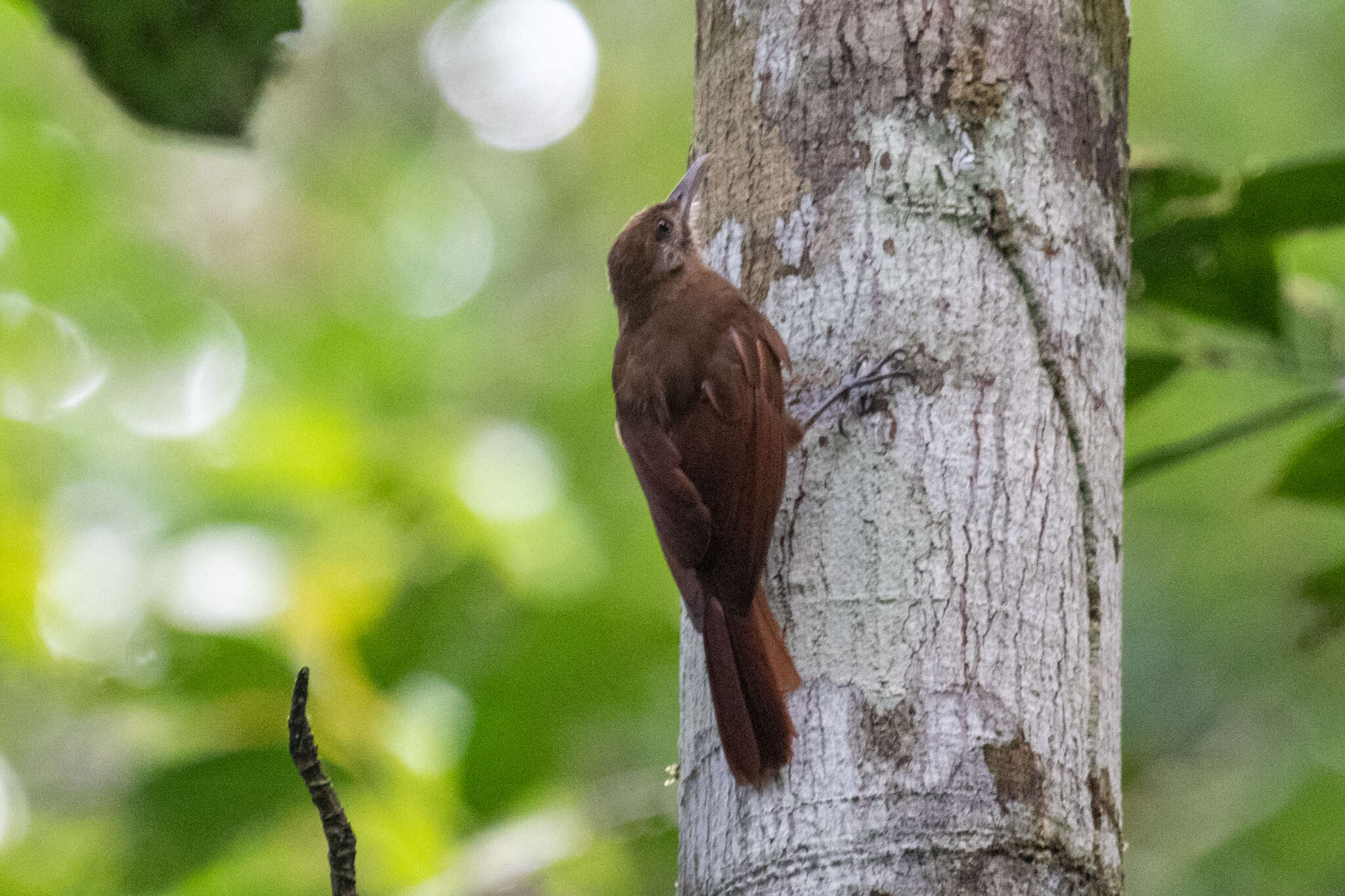 Image of Plain-brown Woodcreeper