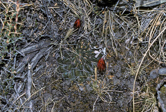 Image de Echinopsis tegeleriana (Backeb.) D. R. Hunt