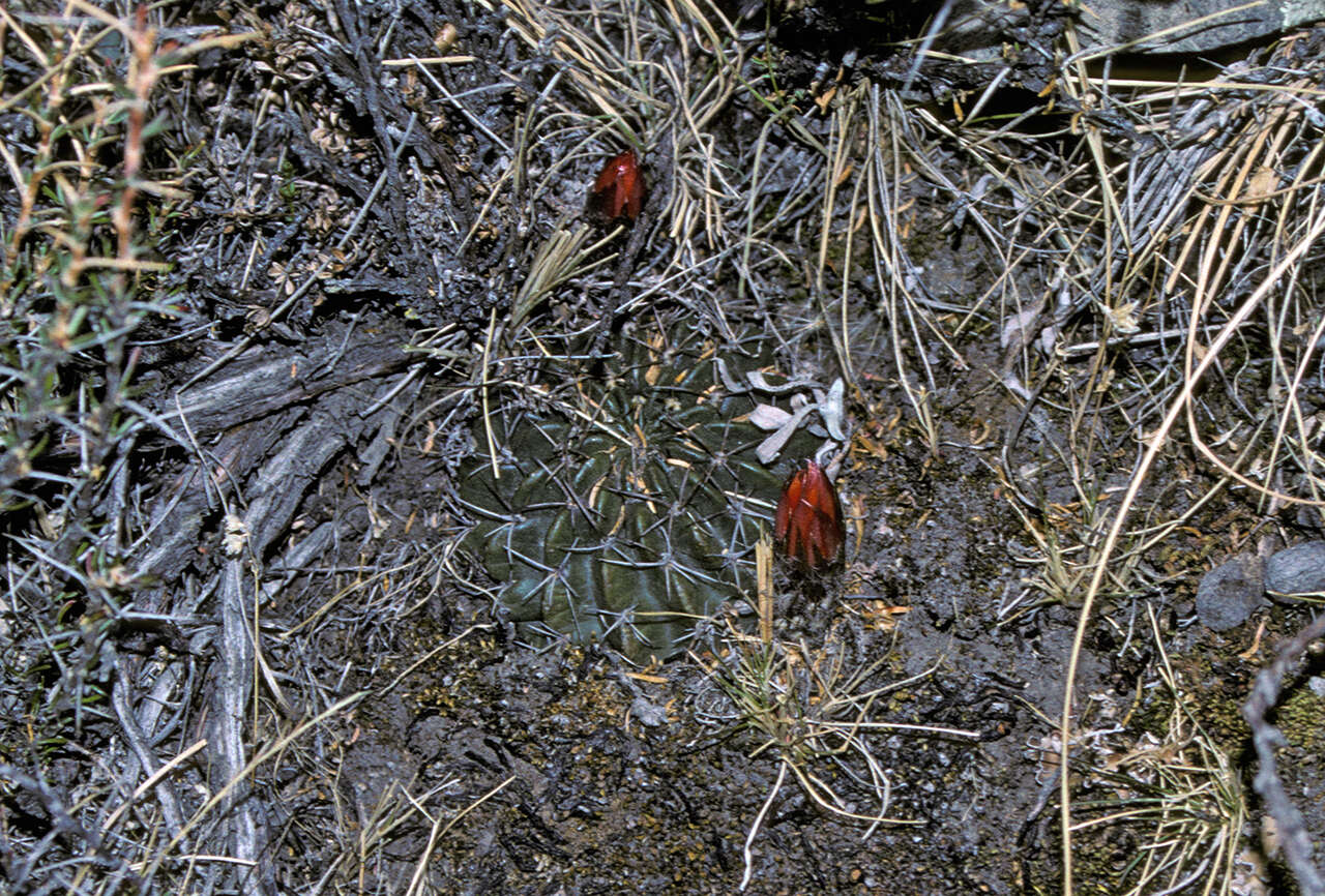 Image of Echinopsis tegeleriana (Backeb.) D. R. Hunt