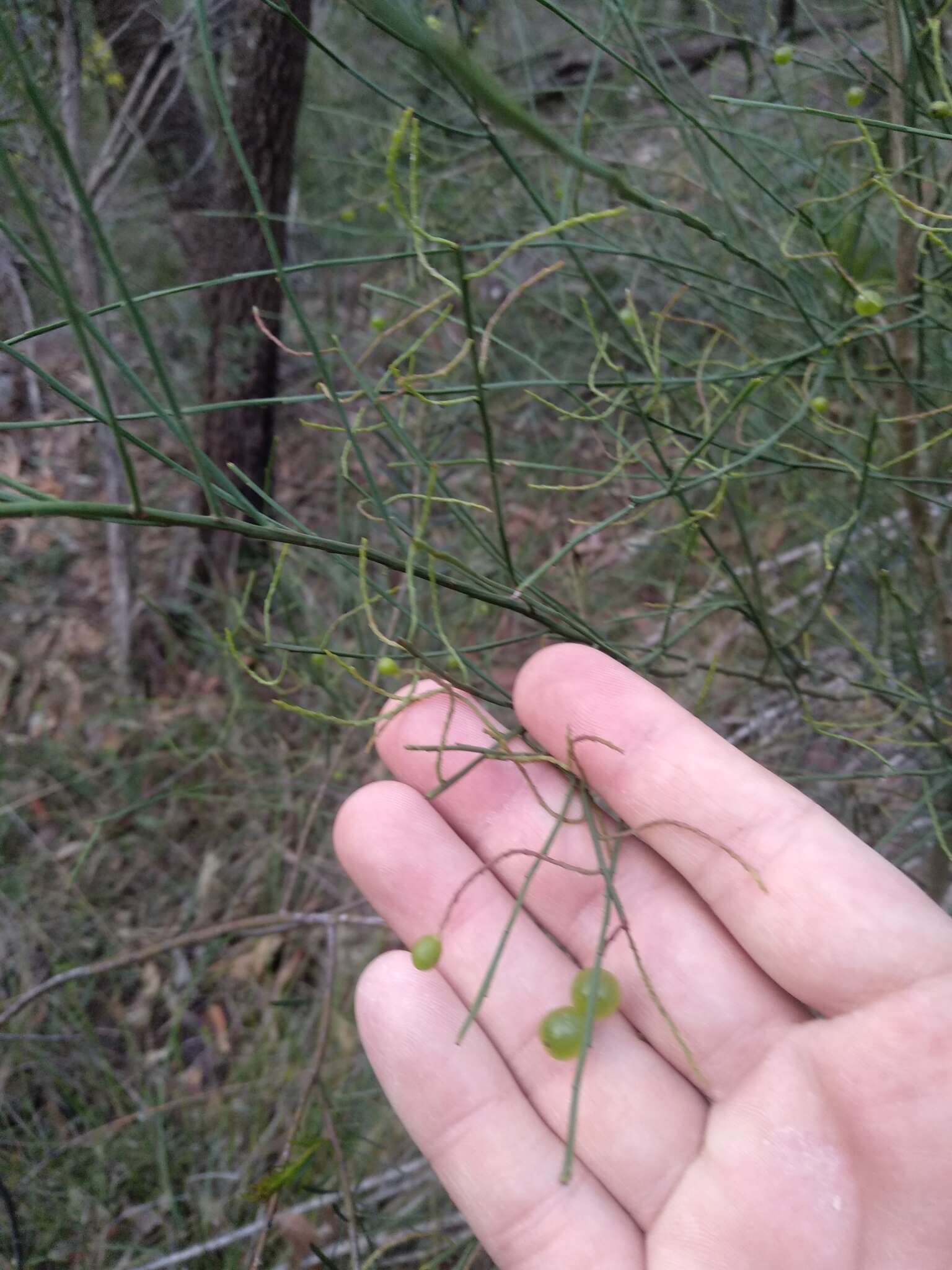 Image of Leptomeria acida R. Br.