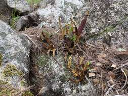 Слика од Dendrobium jonesii Rendle