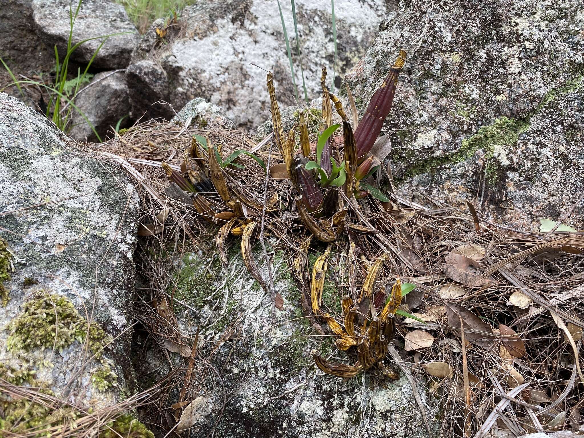 Слика од Dendrobium jonesii Rendle