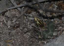 Image of Turbinicarpus schmiedickeanus subsp. schwarzii (Shurly) N. P. Taylor