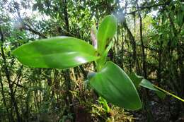 Image of Epidendrum lacustre Lindl.