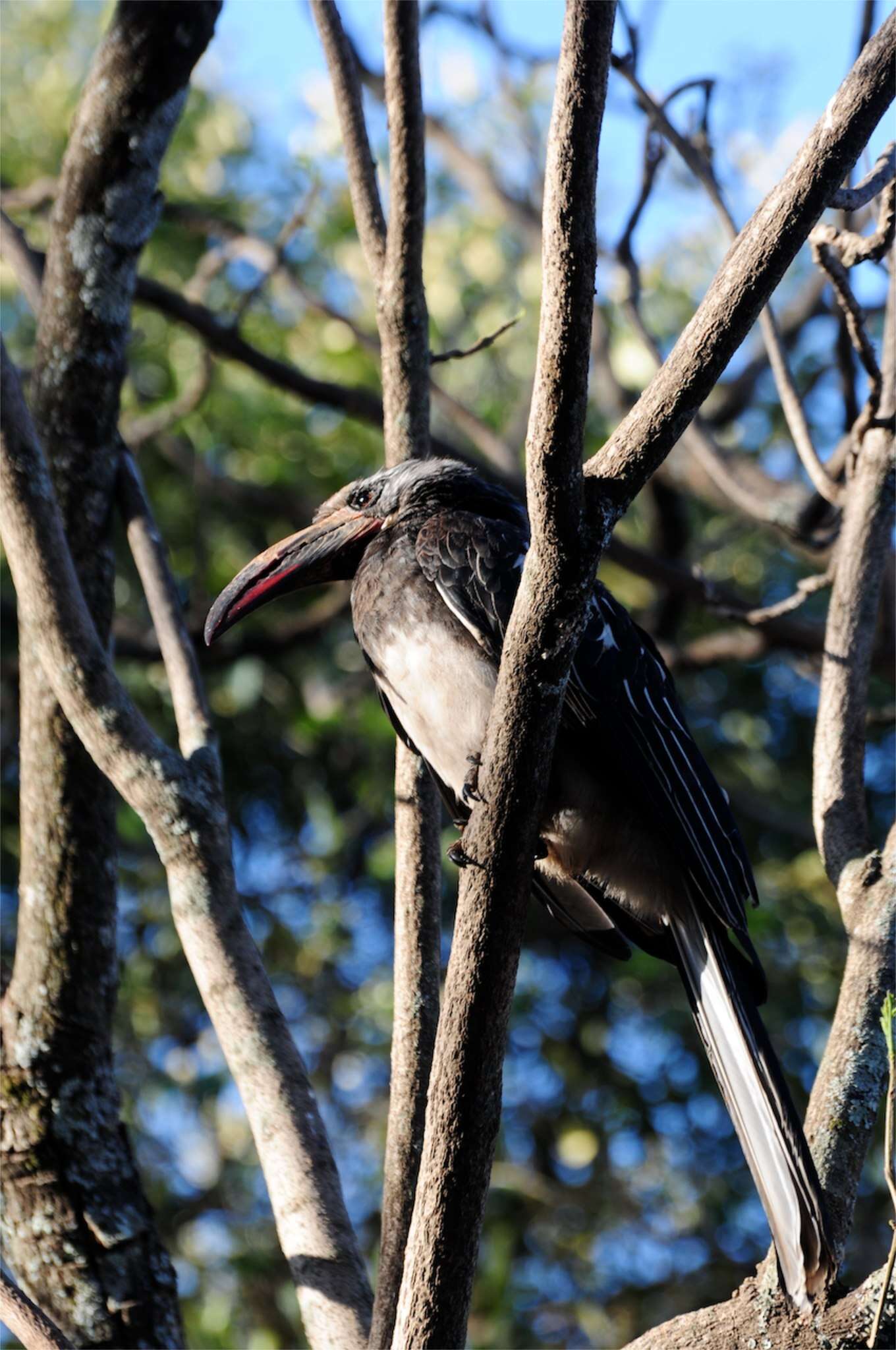 Image of Hemprich's Hornbill