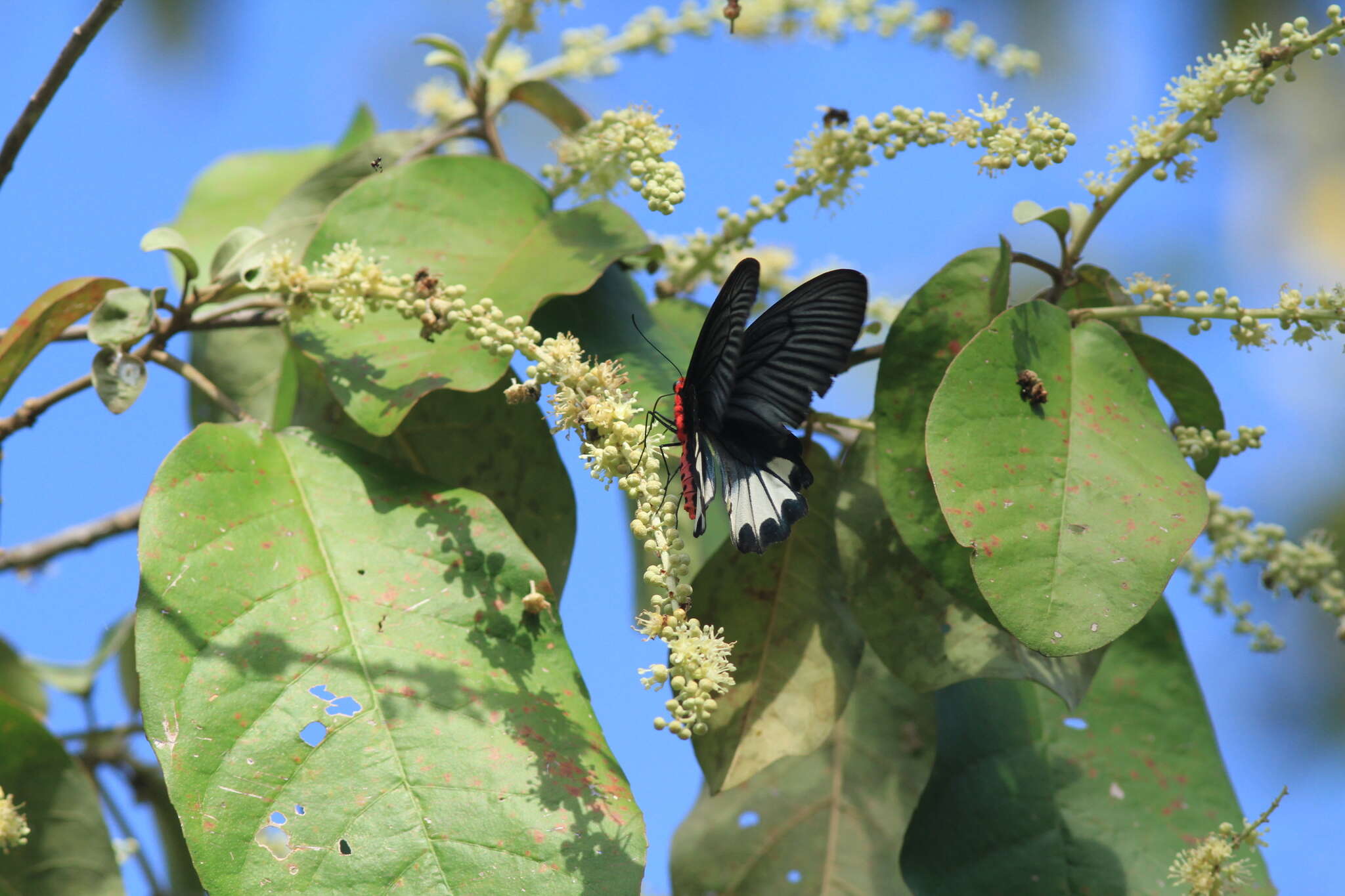 Image of Atrophaneura zaleucus (Hewitson 1865)