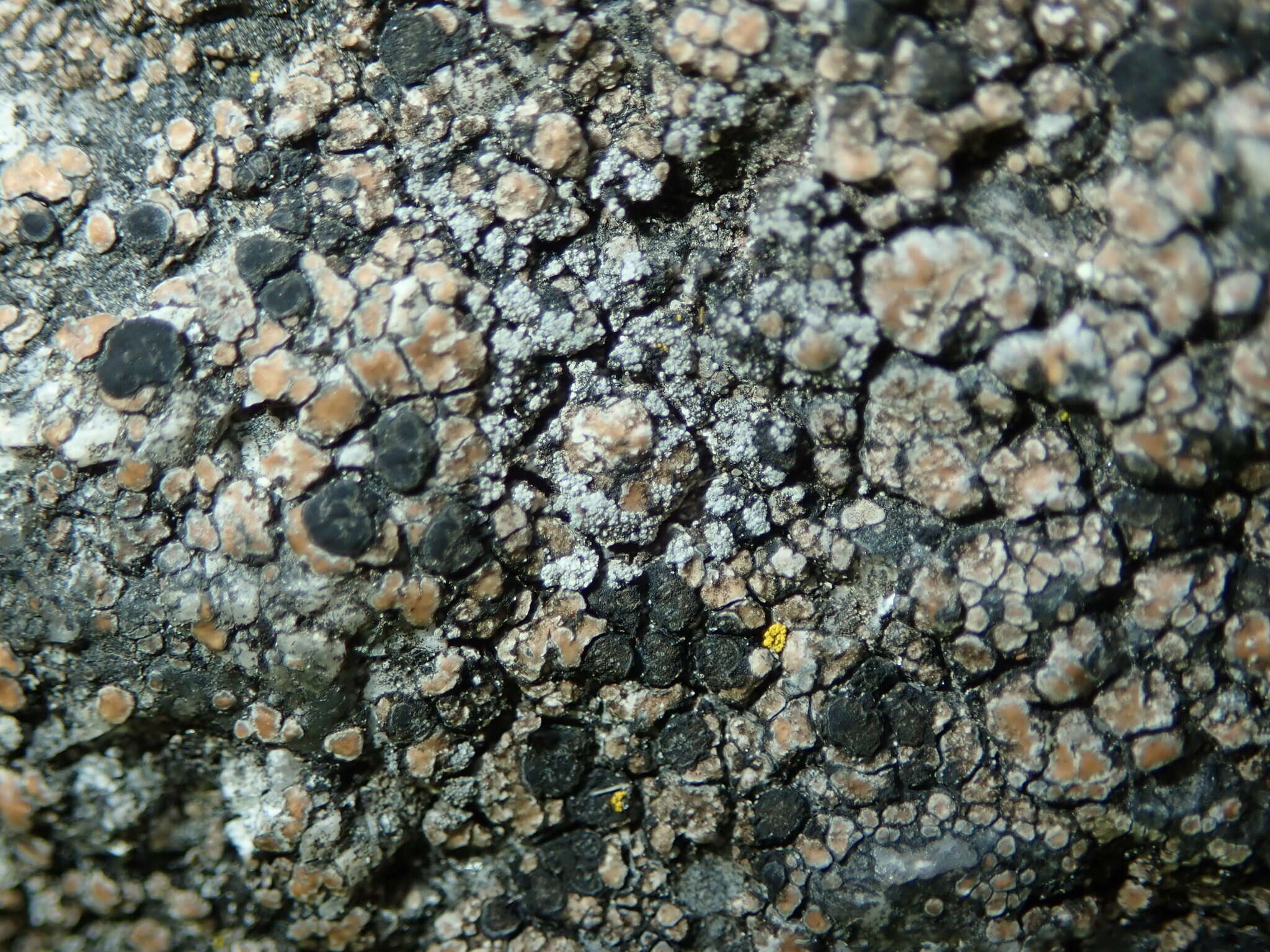 Image of lecidea lichen