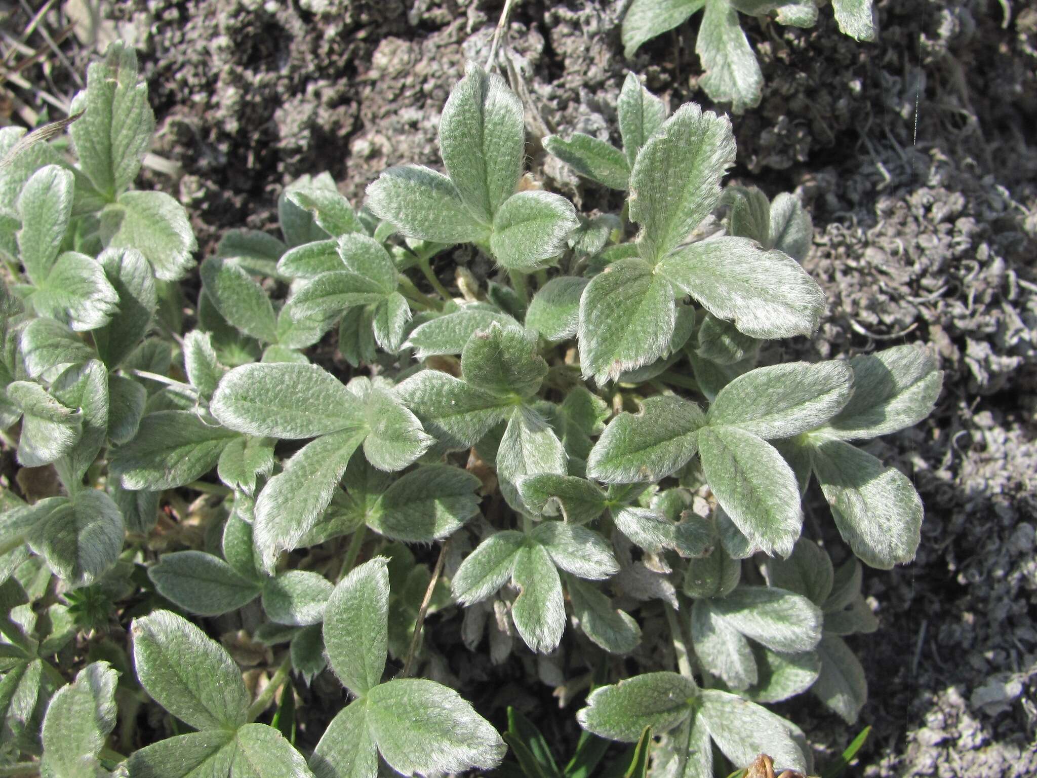 Image of Potentilla oweriniana Rupr. ex Boiss.