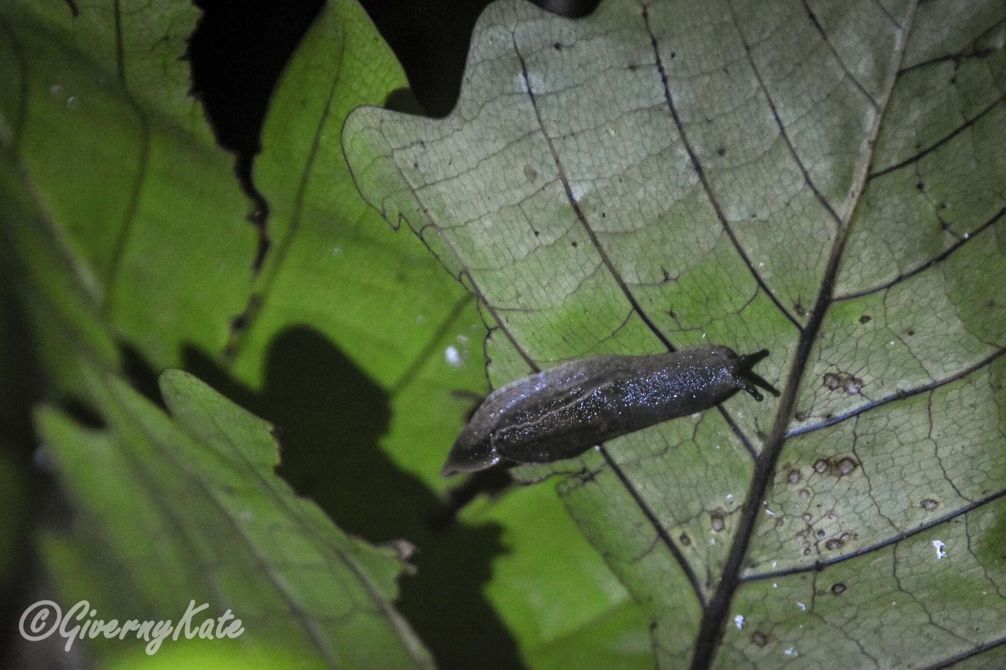 Image of Yellow-shelled semi-slugs