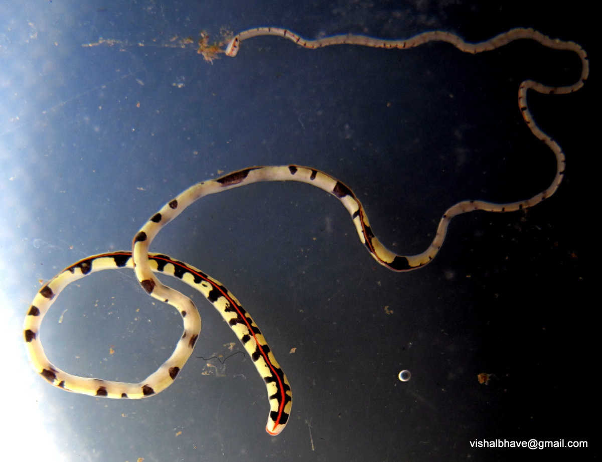 Ленточный червь длина. Самый длинный ленточный червь. Самый длинный червь паразит.