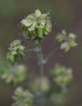 Image of Fendler's meadow-rue