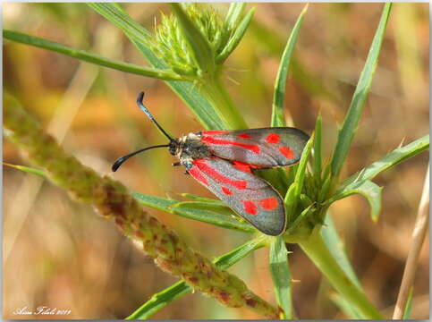 Image of Zygaena favonia Freyer 1845