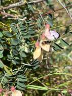 Image of Acmaeodera prorsa Fall 1899