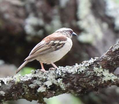 Image of Chestnut-backed Sparrow-Weaver