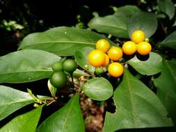 Image of twoleaf nightshade