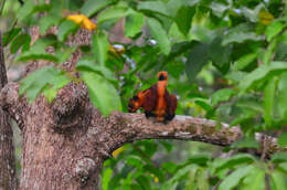 Image of Giant Flying Squirrels