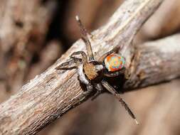 Image of Peacock spider