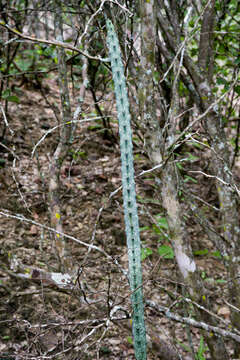 Cereus spegazzinii F. A. C. Weber resmi