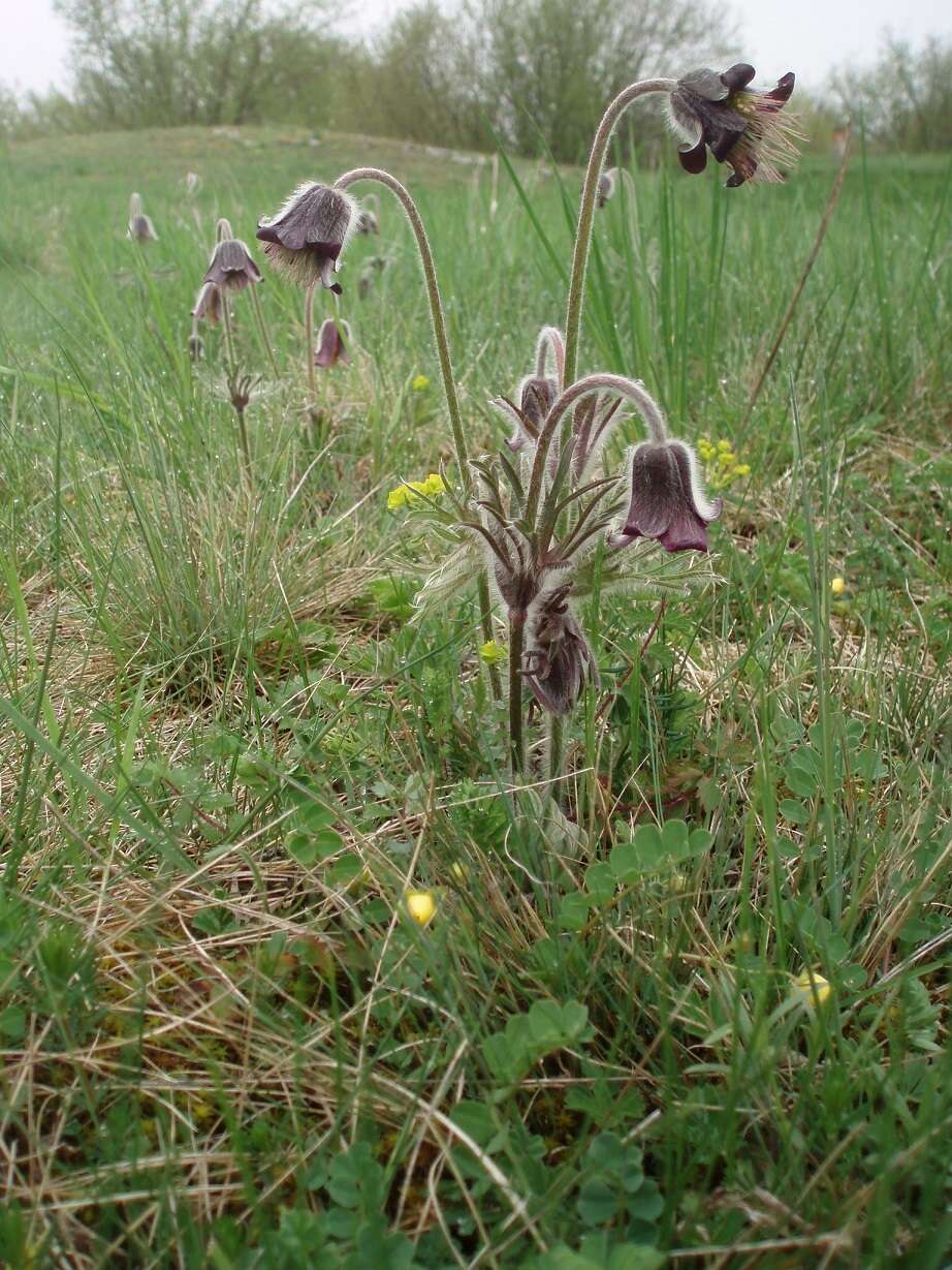 Image of Pulsatilla pratensis subsp. hungarica Soó