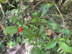 صورة Ixora biflora Fosberg