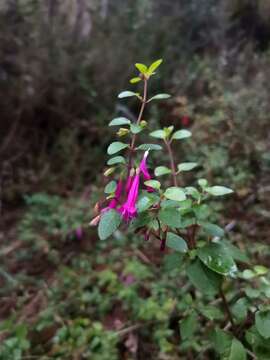 Imagem de Clinopodium multiflorum (Ruiz & Pav.) Kuntze