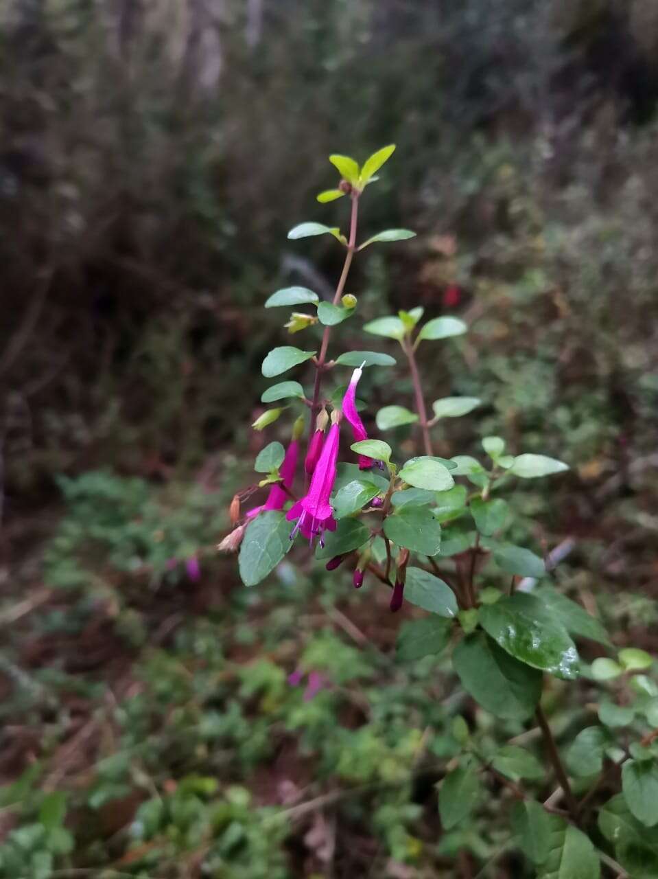 Plancia ëd Clinopodium multiflorum (Ruiz & Pav.) Kuntze