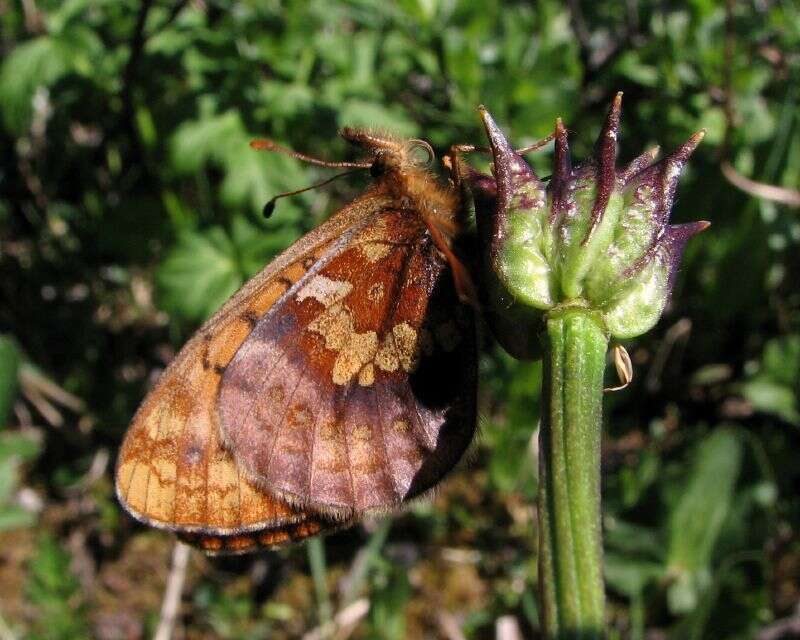 Image of Boloria epithore chermocki Perking & Perkins 1966