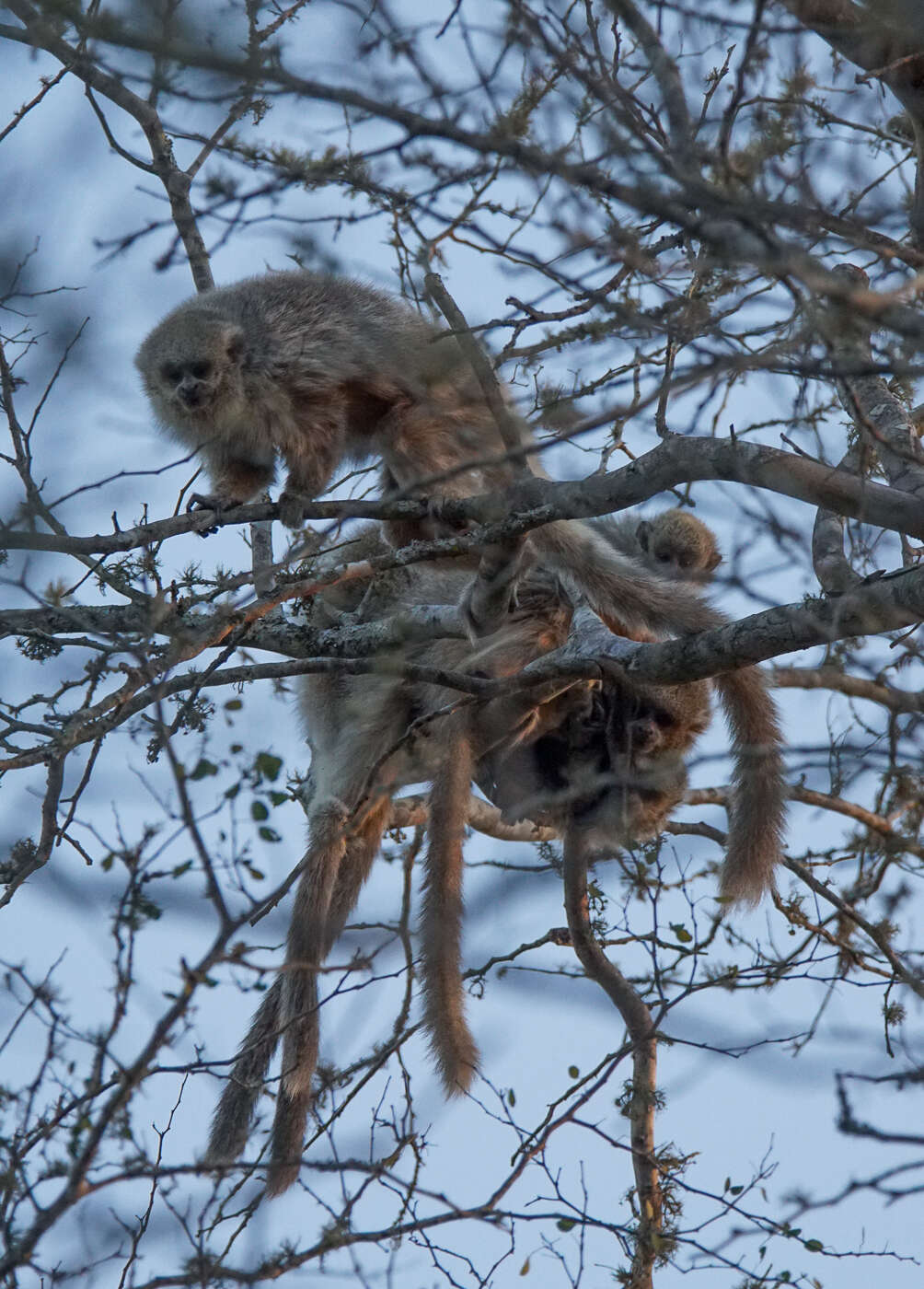 Image of Chacoan Titi Monkey