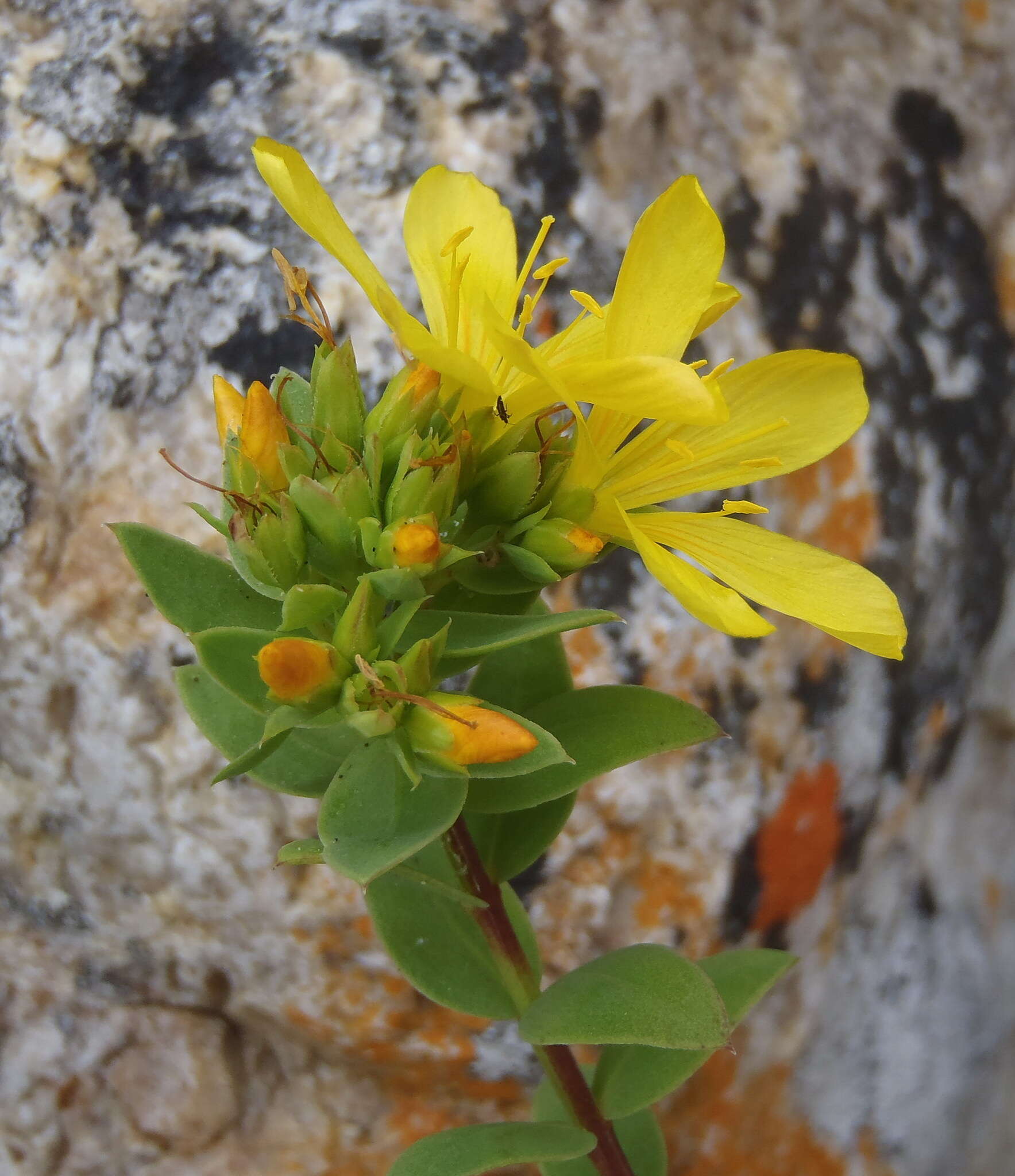 Image of Linum aethiopicum Thunb.