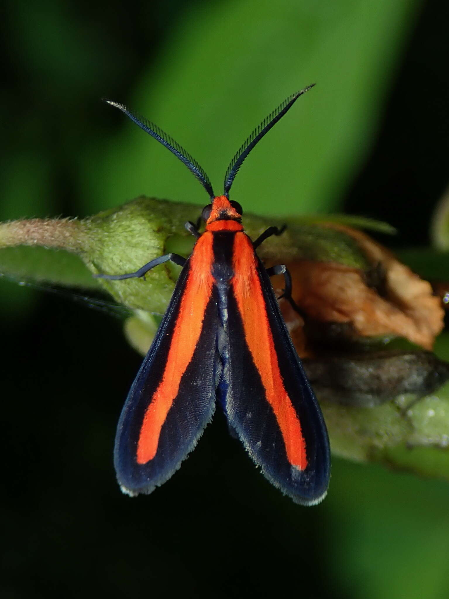 Imagem de Tipulodes rubriceps Dognin 1912