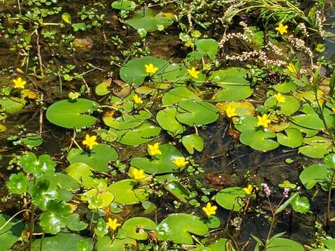 Image of Nymphoides fallax Ornduff