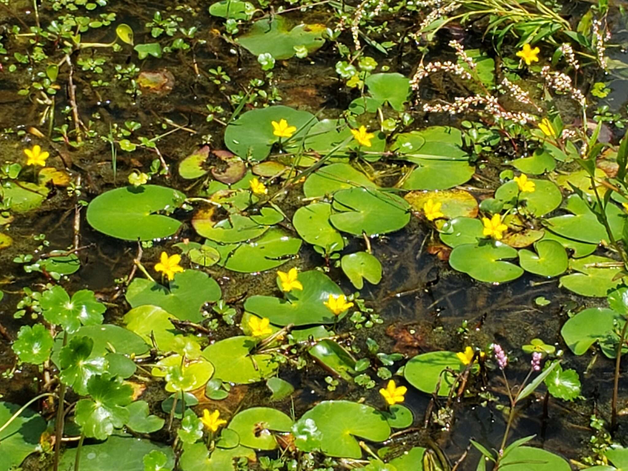 Image of Nymphoides fallax Ornduff